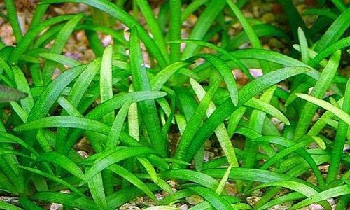 水草的种类及图片