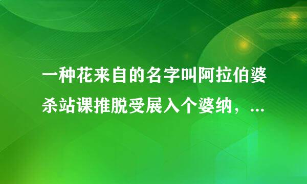 一种花来自的名字叫阿拉伯婆杀站课推脱受展入个婆纳，这名字由何而来？