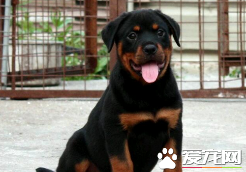 罗威纳犬和比特打架 罗威纳犬打架是很厉害的
