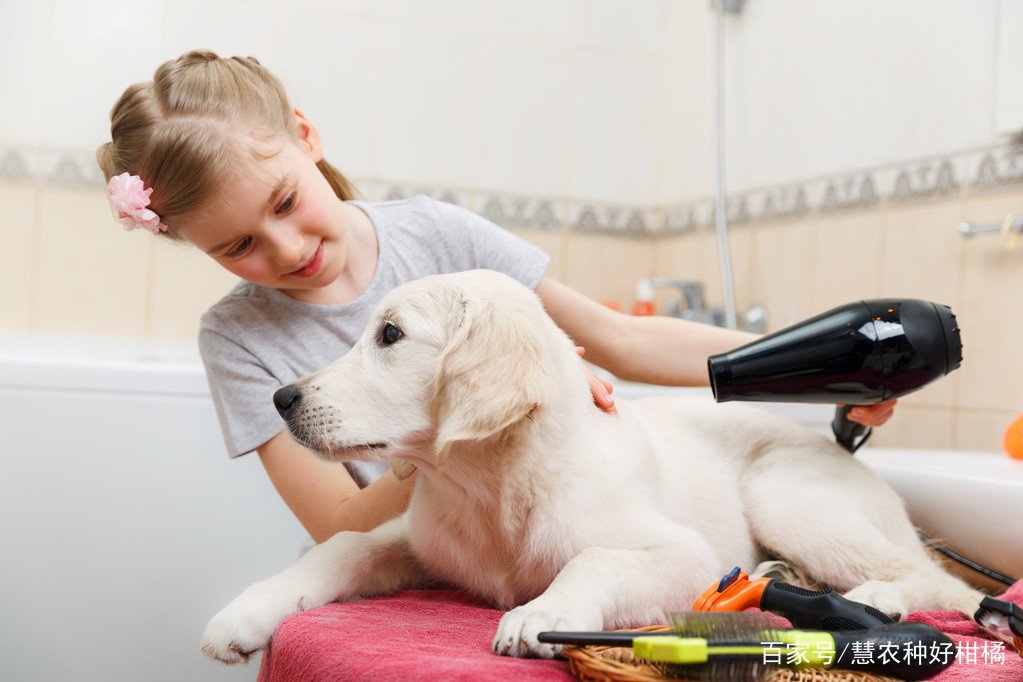 养狗必备的10种用品是什么？