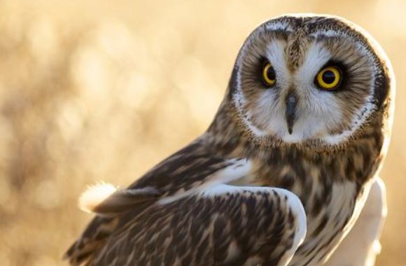 什么鸟是歌唱家什么鸟是庄稼卫士什么鸟是捕鱼能手?