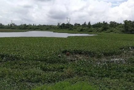 青海也现尖嘴怪鱼，我们该如何应对外来物种？