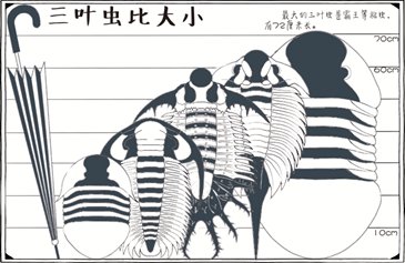 三叶虫长什么样子