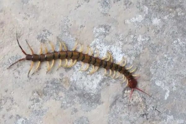 为什么不能踩蜈蚣?