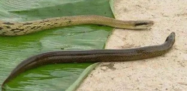 蛇吃蛇都可以，蛇吃黄鳝为什么就不行？