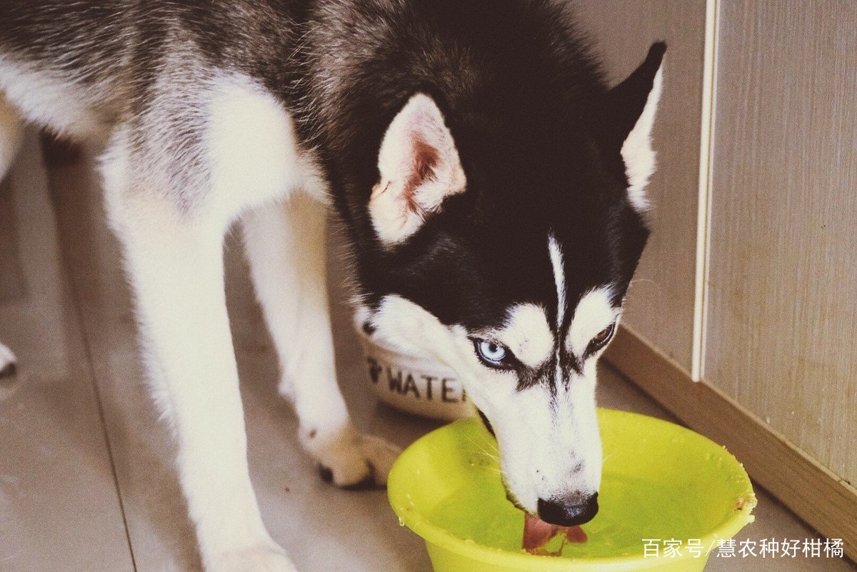 养狗必备的10种用品是什么？