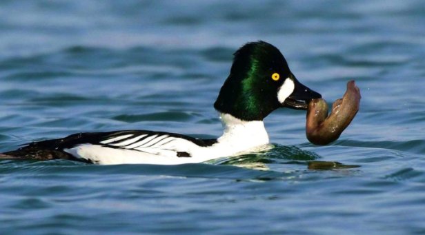 红头鸭是什么鸭