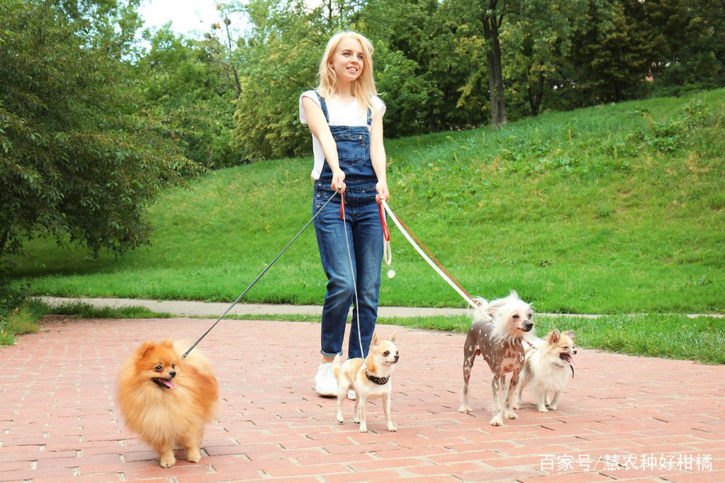 养狗必备的10种用品是什么？