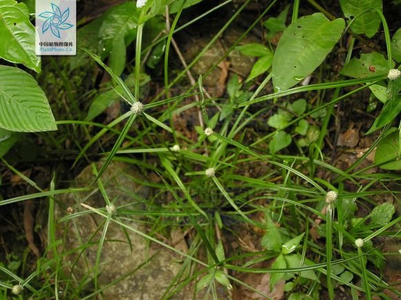 一箭球(水蜈蚣)是什么植物，有哪位高人发张图片看看