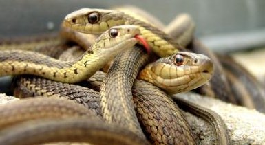 蛇吃蛇都可以，蛇吃黄鳝为什么就不行？