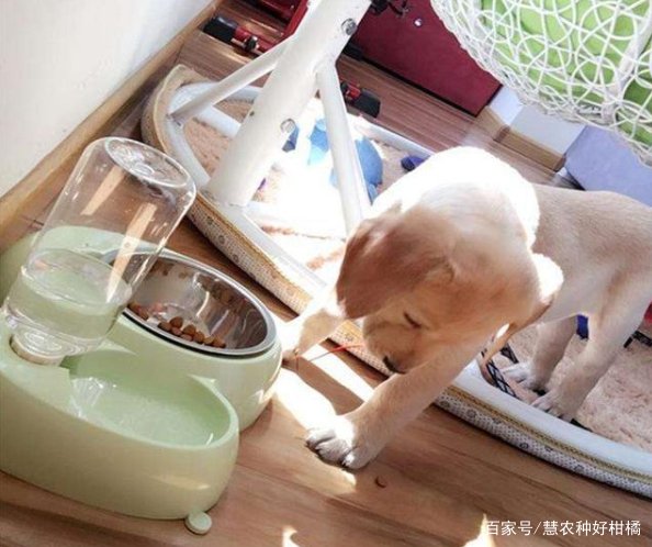 养狗必备的10种用品是什么？