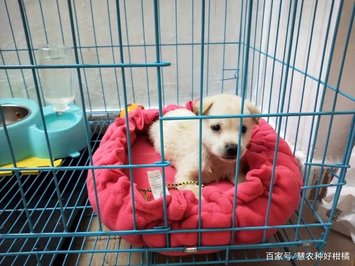 养狗必备的10种用品是什么？