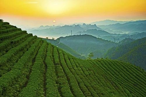 为什么说布朗族的文化与茶是分不开的?