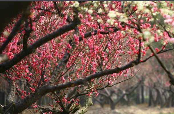 一颗开花的树朗诵节奏