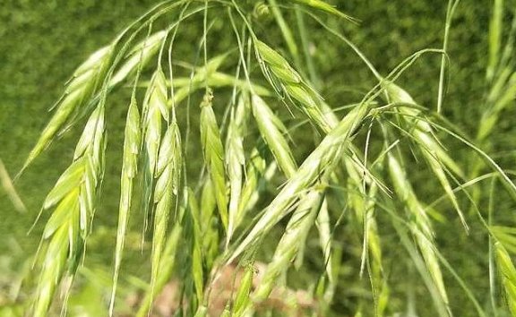 雀麦与野燕麦的区别是什么？