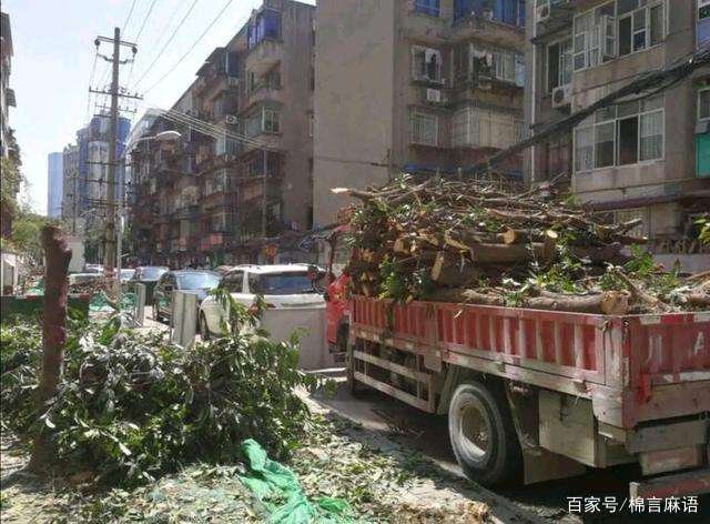 成都300年桂花巷桂花树全砍光的原因是什么？