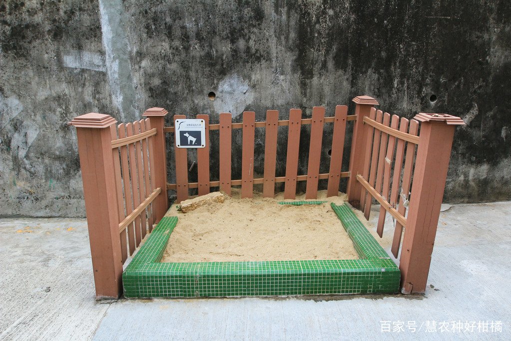 养狗必备的10种用品是什么？