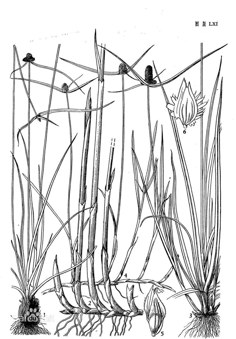 一箭球(水蜈蚣)是什么植物，有哪位高人发张图片看看