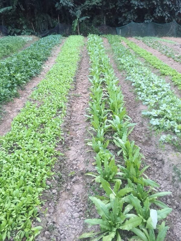 广州周边农家乐哪里有可以野炊的