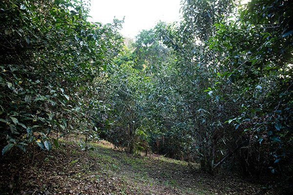 为什么说布朗族的文化与茶是分不开的?