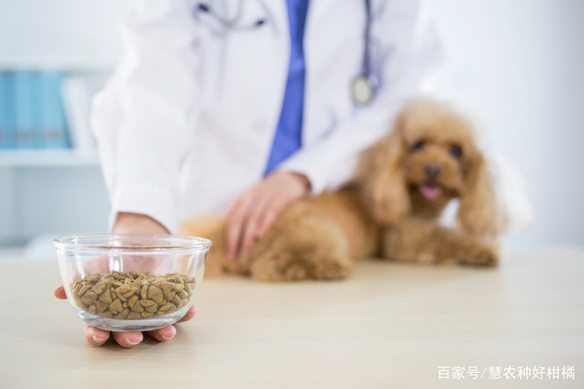 养狗必备的10种用品是什么？