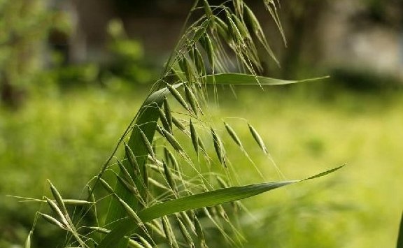 雀麦与野燕麦的区别是什么?