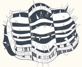 三叶虫长什么样子