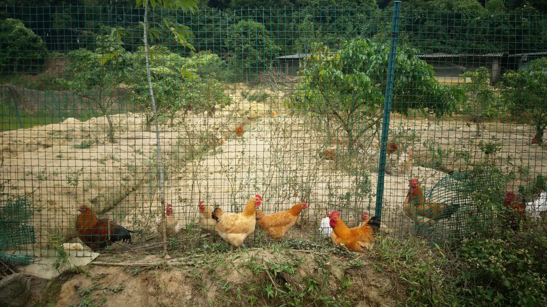 广州周边农家乐哪里有可以野炊的