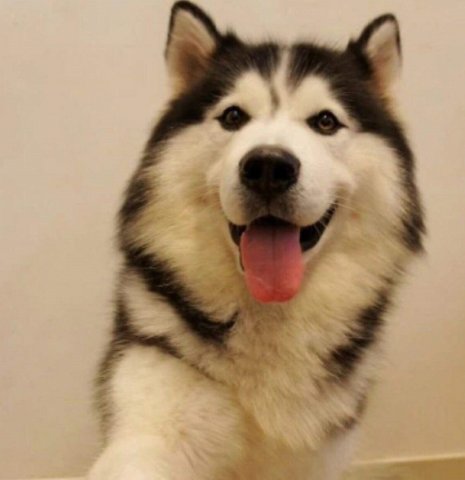 被八十斤巨狗挤下沙发，大连一女主人哭成泪人儿，当时她的心情是怎样的？