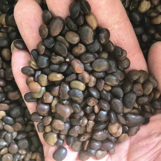 今年国槐种子价格是多少？？明年春季行情咋样？