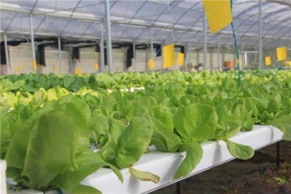 小白菜是一年四季都可以种的蔬菜，种植时需要注意什么？