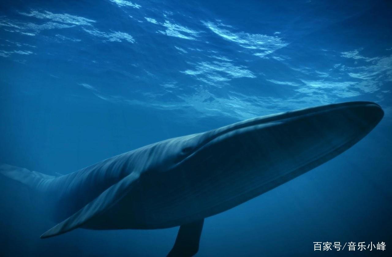 蓝鲸的心脏是最大的，这一颗心脏大概有多重呢？