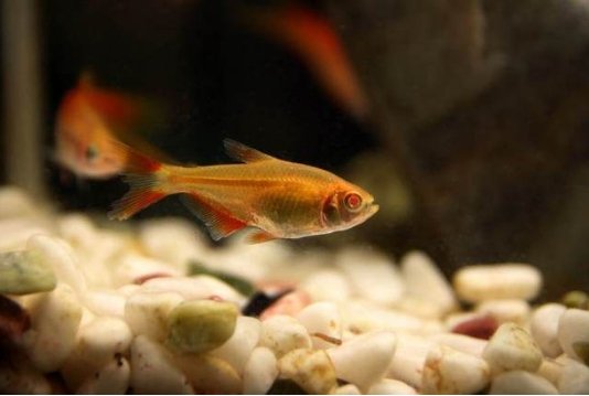 小鱼缸适合饲养什么鱼?