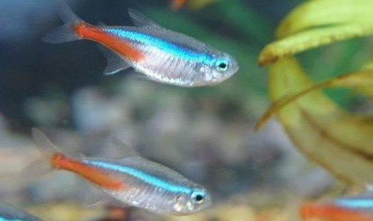 小鱼缸适合饲养什么鱼?