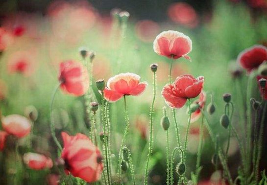 求泰戈尔《生如夏花》的赏析