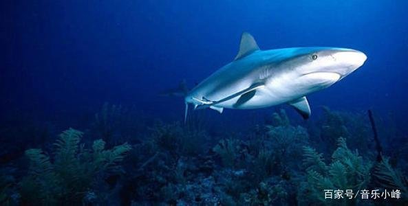 蓝鲸的心脏是最大的，这一颗心脏大概有多重呢？