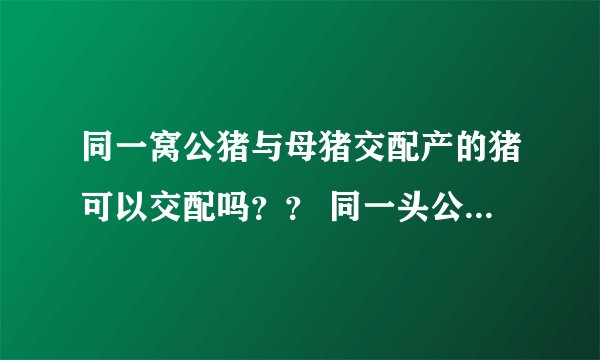 同一窝公猪与母猪交配产的猪可以交配吗？？ 同一头公猪交配的别的两头以上的猪猪可以交配吗