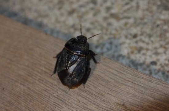 被土蝽的喷了臭液有害吗