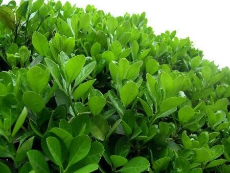 大叶黄杨和冬青的区别