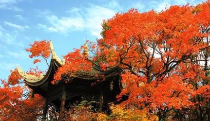 红叶铬油真能降血糖吗？