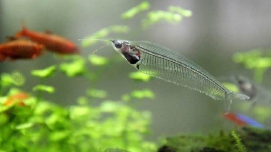 小鱼缸适合饲养什么鱼?