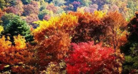 红叶铬油真能降血糖吗？