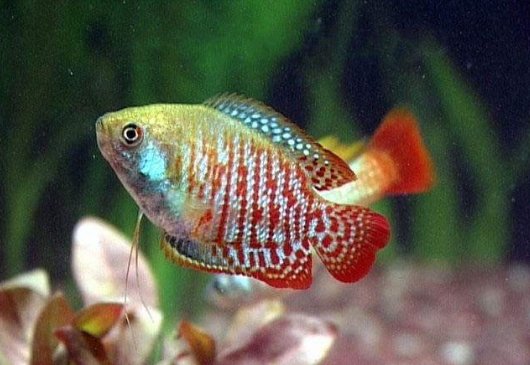 小鱼缸适合饲养什么鱼?