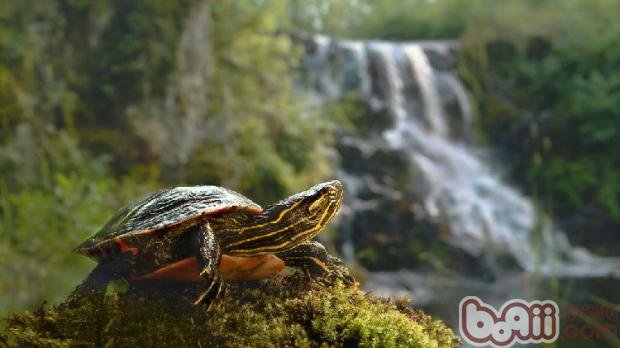 巴西龟吃什么才长得快?