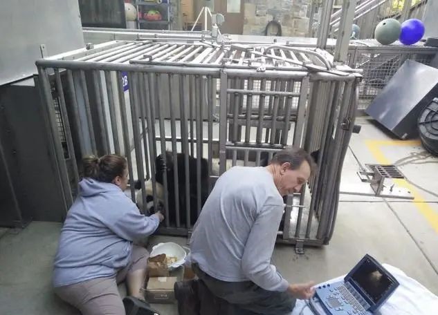 旅美大熊猫产后疑遭虐待，相关人员是否会受到处罚？
