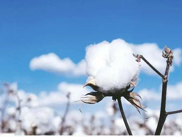 服装纺织概念股竞价多股涨停，这是由于什么事件引起的？