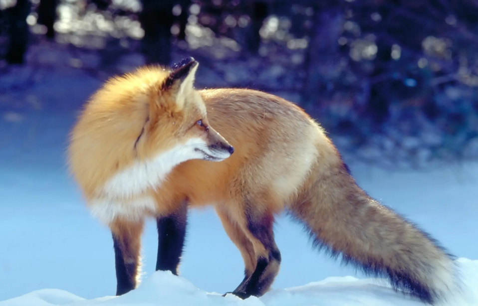 狐狸肉是可以吃吗？