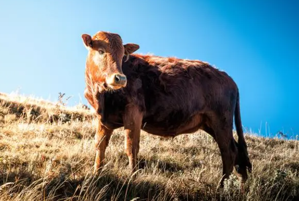 旗鼓相当打一最佳回答