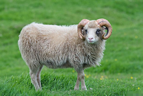 野外美景猜一生肖