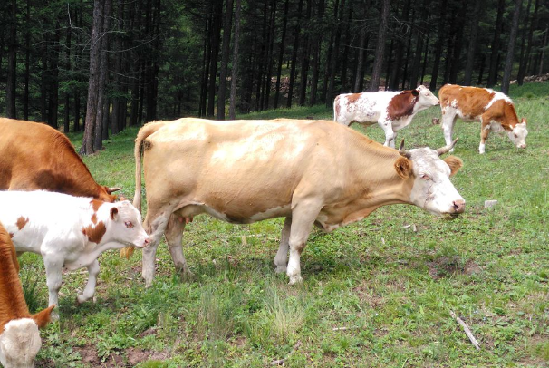 旗鼓相当打一最佳回答